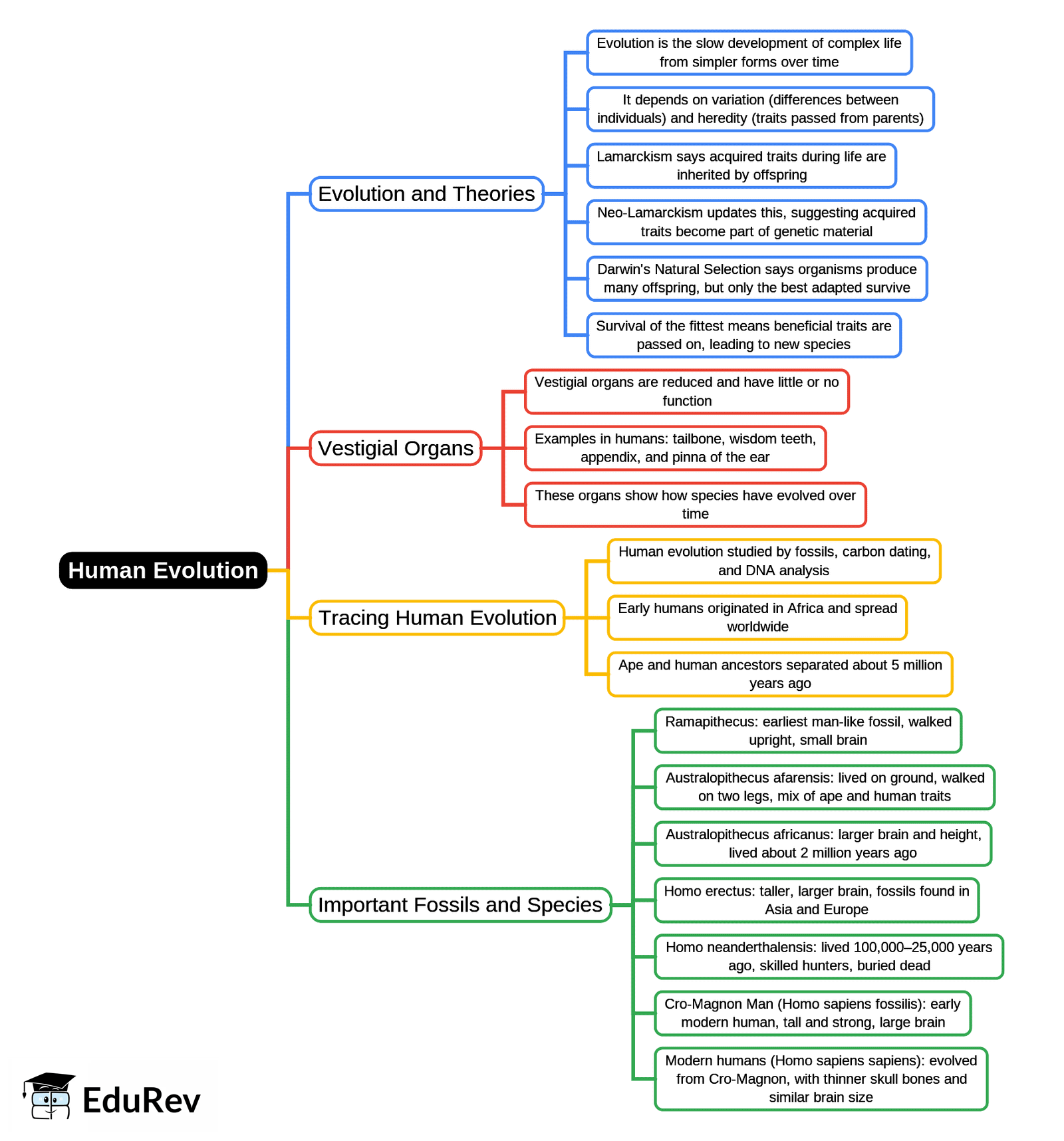 Mind Map: Human Evolution | Biology Class 10 ICSE