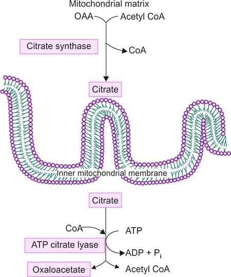Metabolism of Lipids - 1 Chapter Notes | Chemistry for ACT