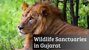 Forest and Wildlife in Gujarat