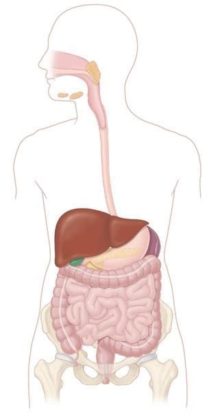 Revision Notes: Digestive System | Biology and Biochemistry for MCAT