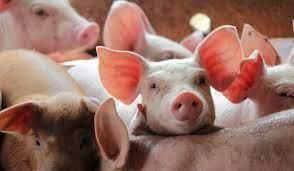 Livestock - 2 Class 4 Worksheet SST