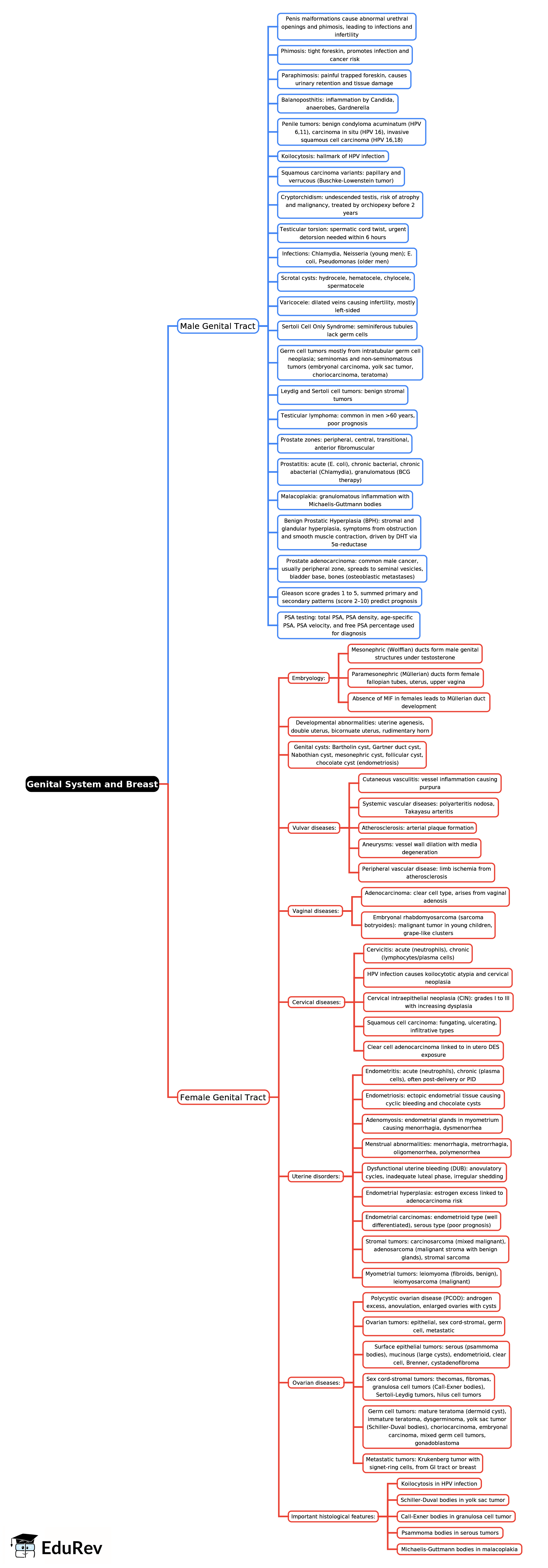 Mind Map: Genital System and Breast -1