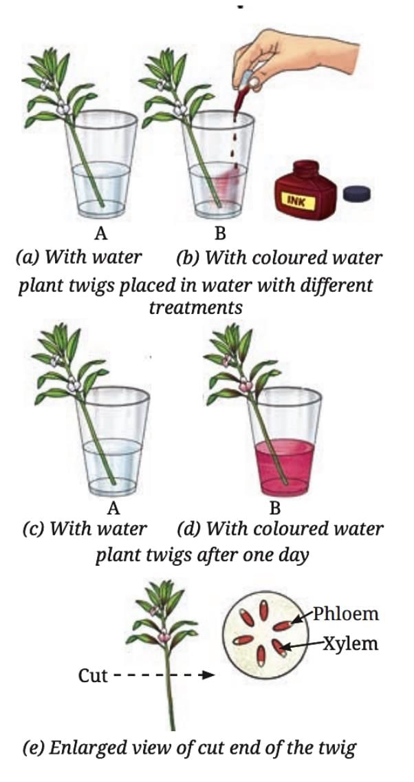 Life Processes in Plants Class 7 Notes Science Chapter 10 Free PDF
