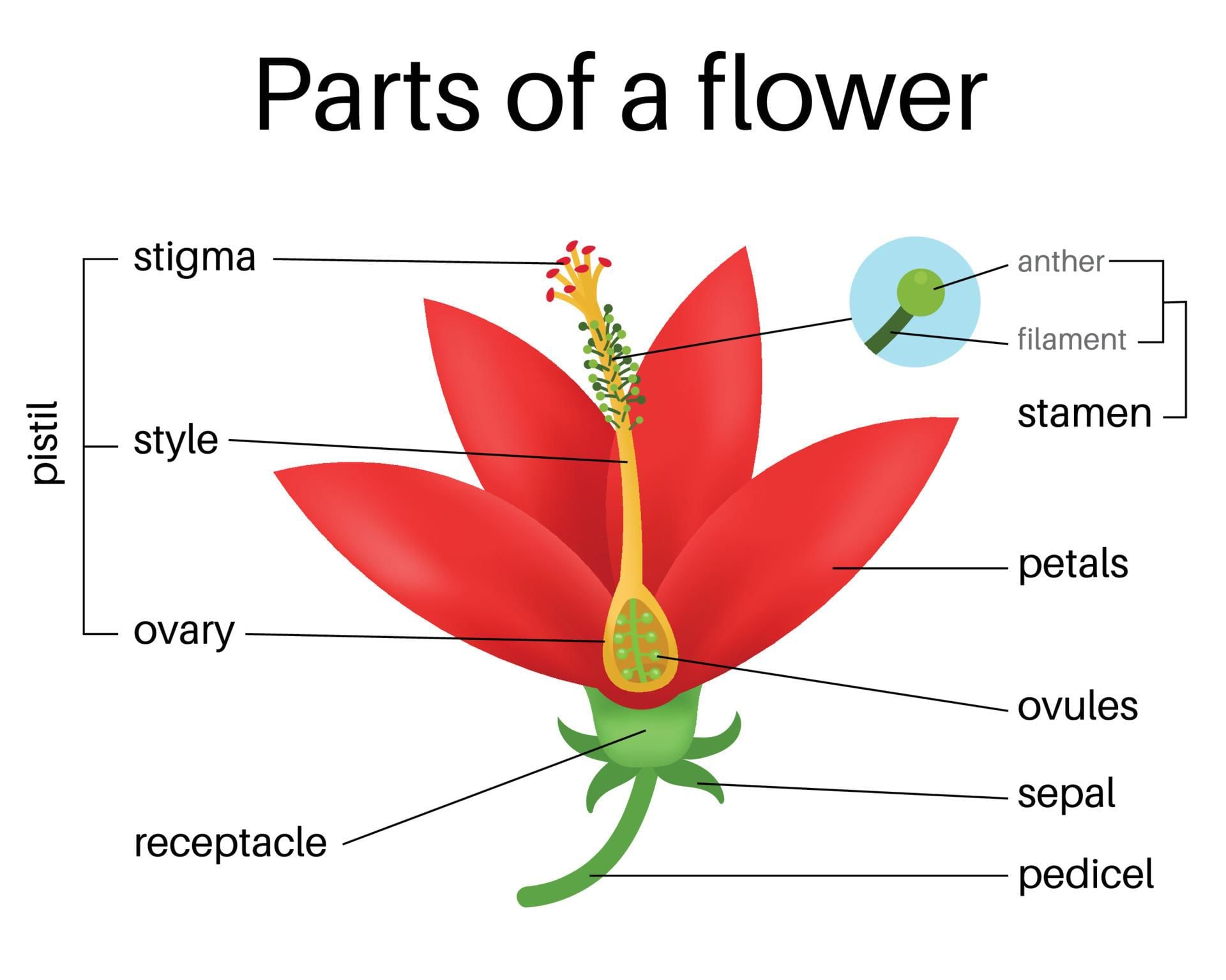 Pollination Chapter Notes | Science Class 5 ICSE