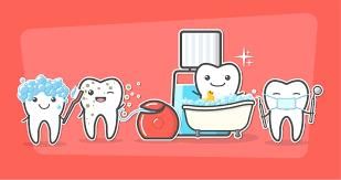 Teeth | Year 4 Science