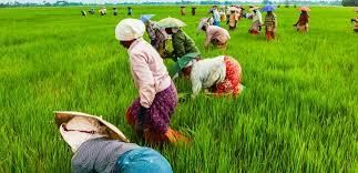 Goa: Agriculture | Goa State PSC (GPSC) Preparation - GPSC (Goa)