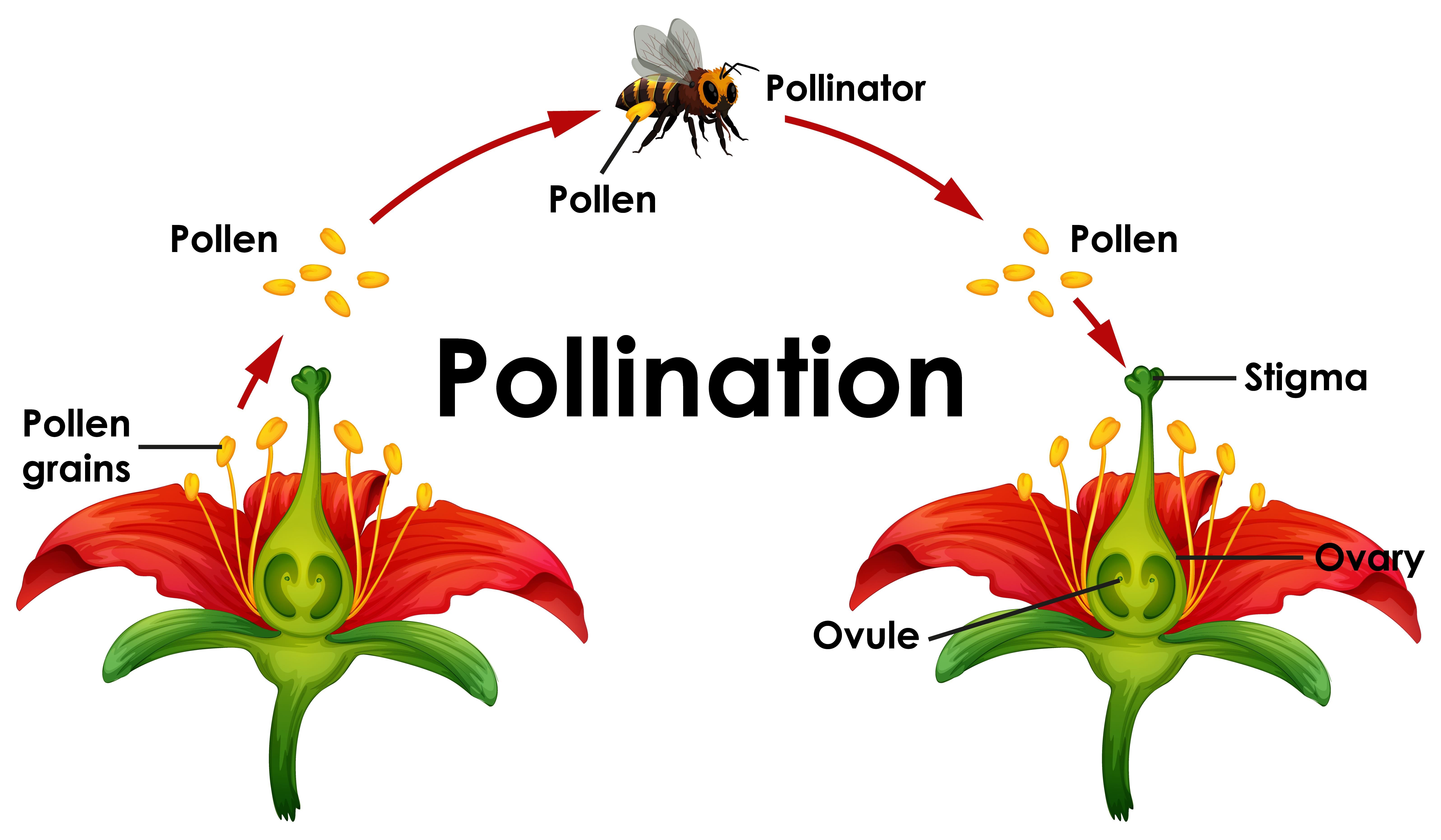 Pollination Chapter Notes | Science Class 5 ICSE