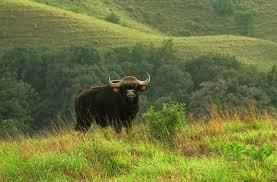 Karnataka: Wildlife and Ecotourism | KPSC KAS Preparation: All subjects - KPSC KAS (Karnataka)