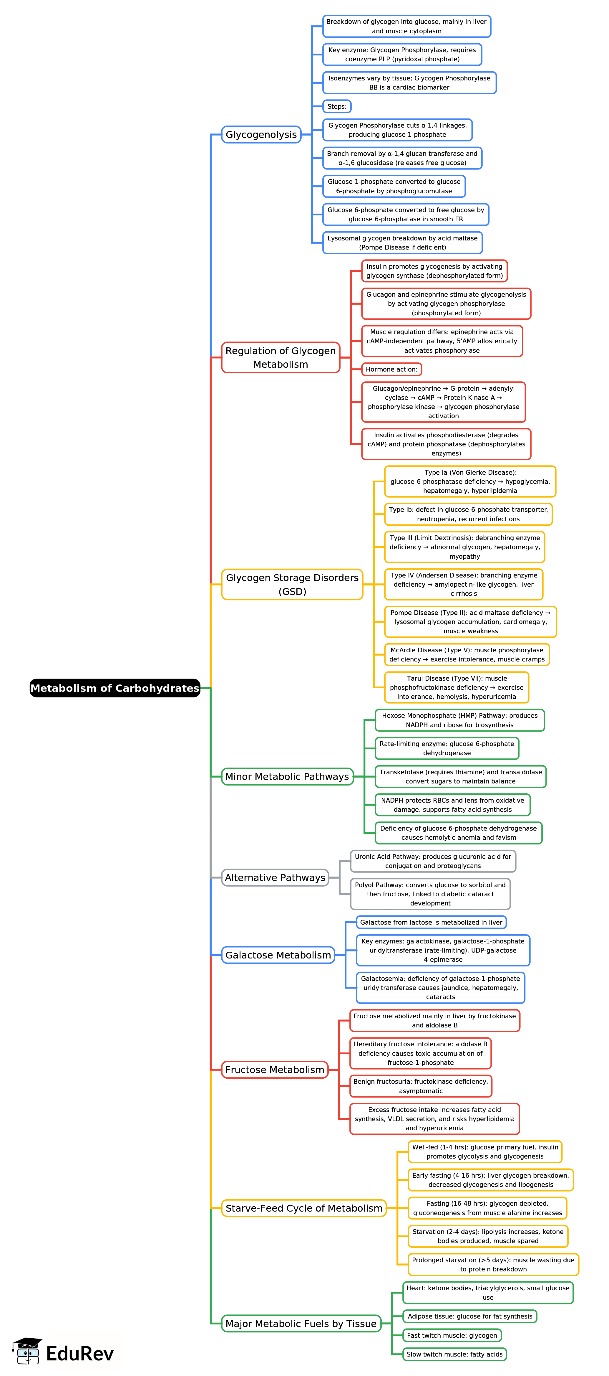 Mind Map: Metabolism of Carbohydrates -2 | Biochemistry - NEET PG