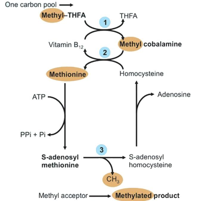 Chemistry and Metabolism of Amino Acids - 2 | Biochemistry - NEET PG