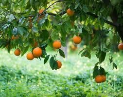 Rajasthan - Horticulture | RPSC Preparation: All subjects - RPSC RAS (Rajasthan)
