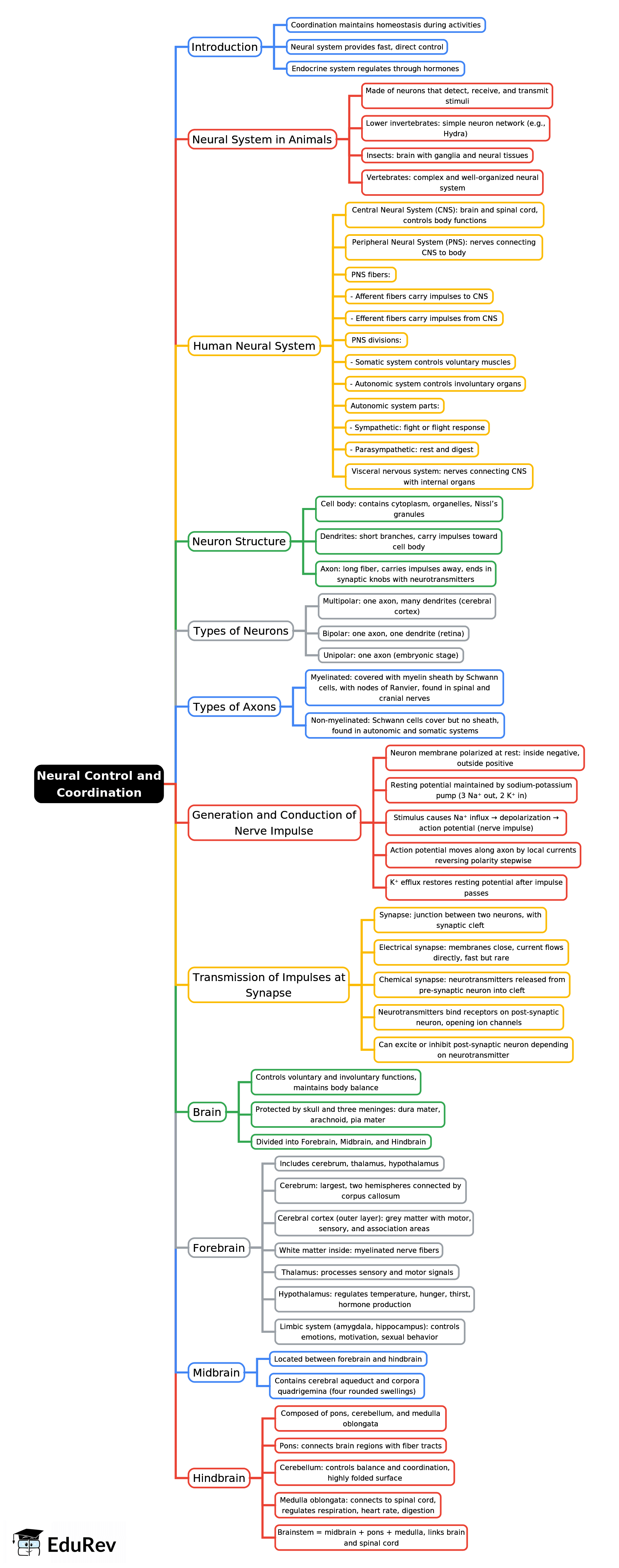 Mind Map: Neural Control and Coordination | Biology Class 11 - NEET