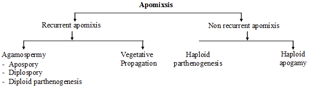Sexual Reproduction in Flowering Plants, Chapter Notes, Class 12, Biology, Part -2