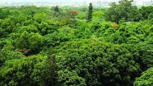 Vegetation of Telangana | Telangana State PSC (TSPSC): Preparation Course - TSPSC (Telangana)