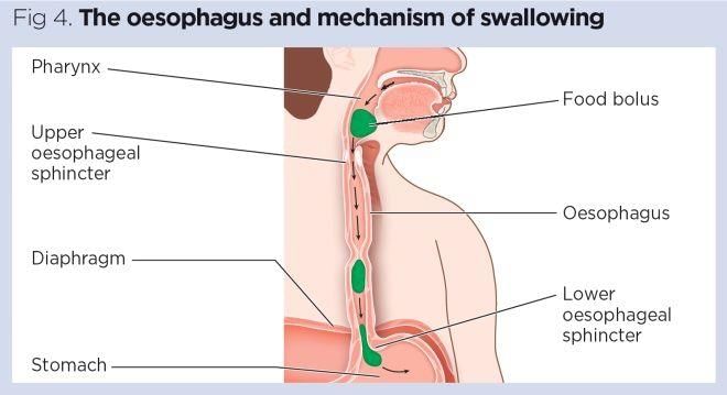 Revision Notes: Digestive System | Biology and Biochemistry for MCAT