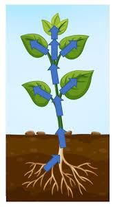 Photosynthesis and plant growth | Year 9 Biology (Cambridge) - Class 9