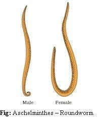 Triangular Roundworm Animal kingdom revision notes - NEET PDF Download