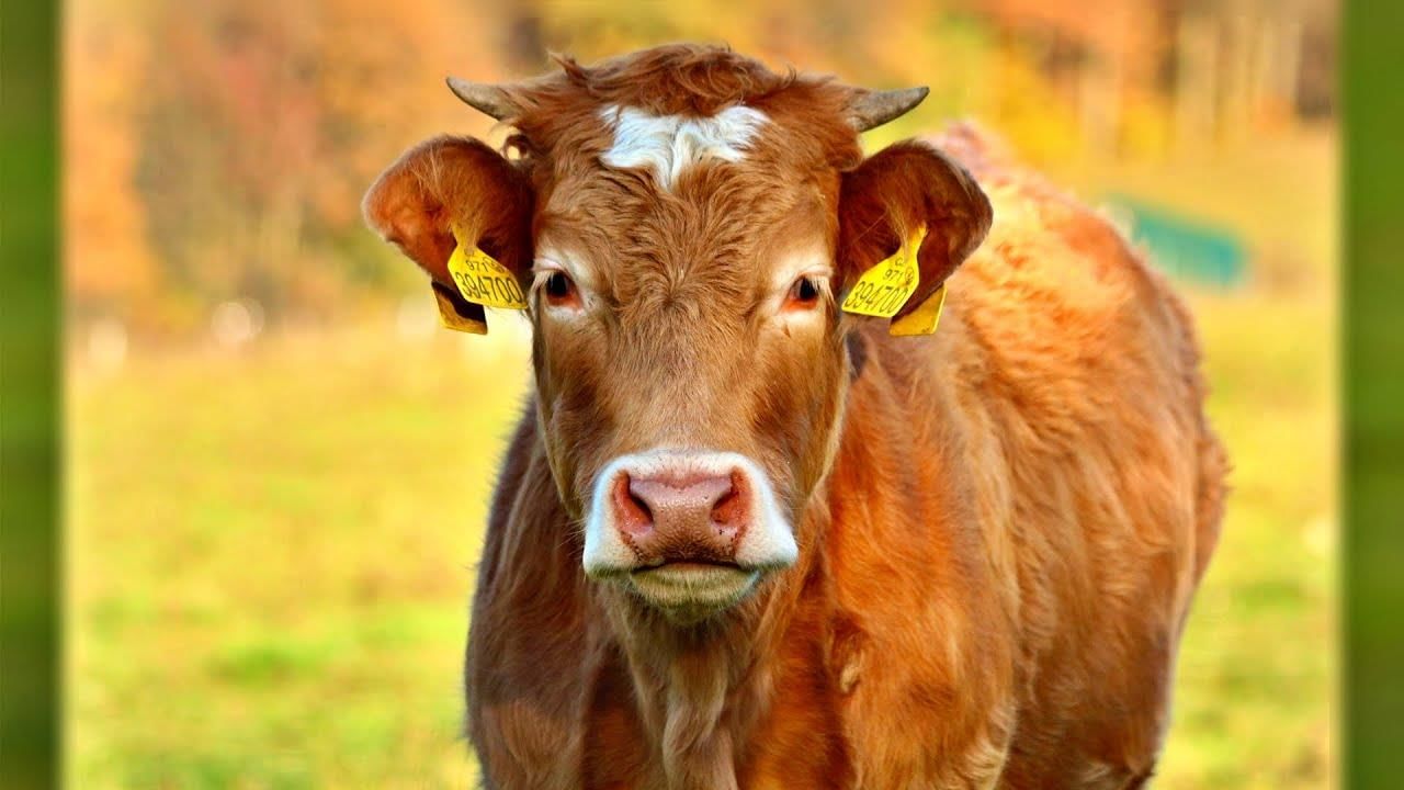 Class 7 Science Chapter 9 Question Answers - Life Processes in Animals