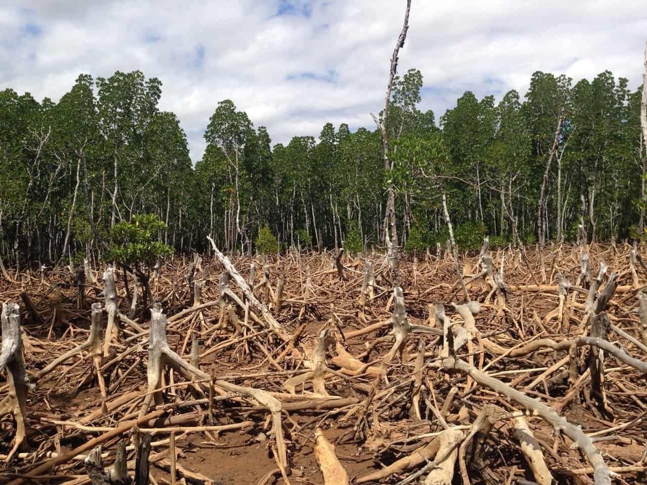 Class 7 Science Chapter 12 HOTS Questions - Forests - Our Lifeline