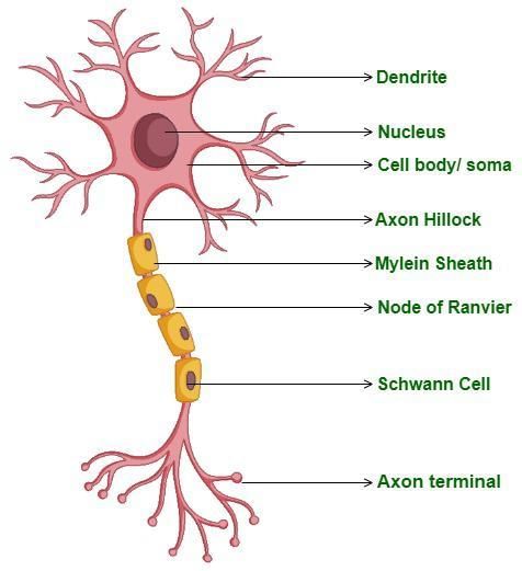 Class 9 Science Chapter 6 Question Answers - Tissues