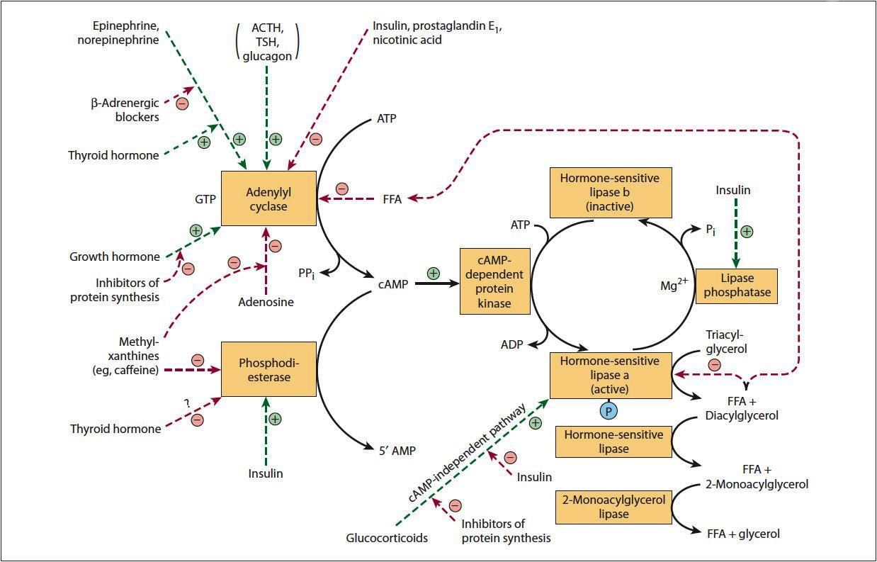 Metabolism of Lipids - 1 Chapter Notes | Chemistry for ACT