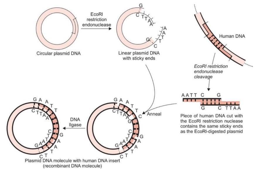 Molecular Biology Techniques and Recent Advances in Molecular Biology ...