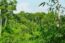 Vegetation of Telangana | Telangana State PSC (TSPSC): Preparation Course - TSPSC (Telangana)