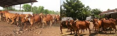 Gujarat: Animal Husbandry | Gujarat State PSC (GPSC) Preparation: All subjects - GPSC (Gujarat)