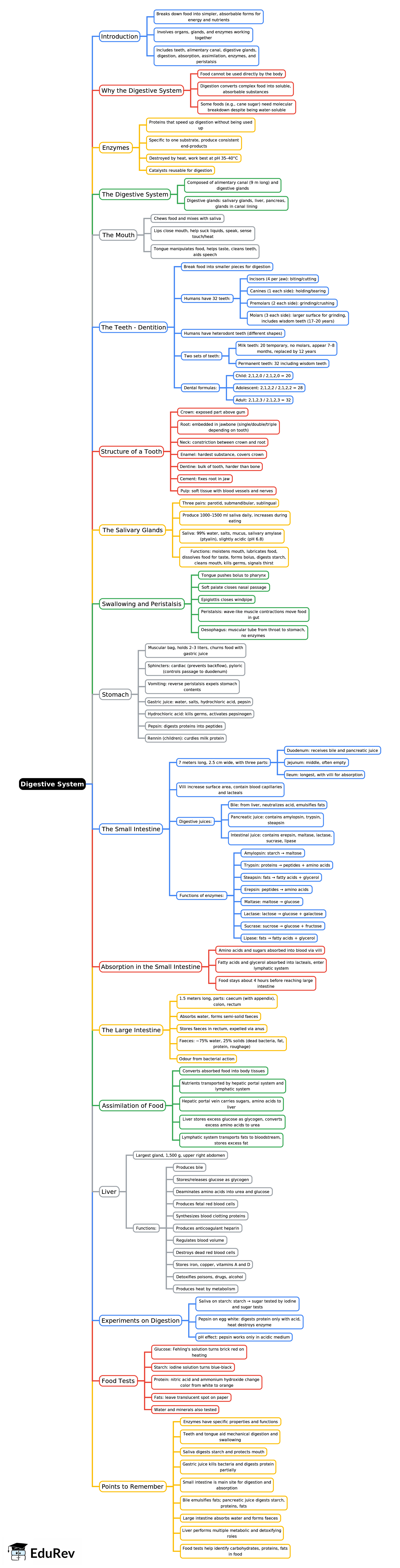 Mind Map: Digestive System | Biology and Biochemistry for MCAT