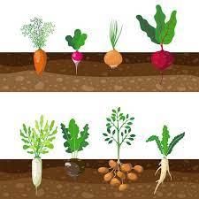 Worksheet Solutions: The Story of Food - 2 | EVS for Class 3