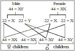 Important,Chapter,Notes,Genetics,Class,10th,Science