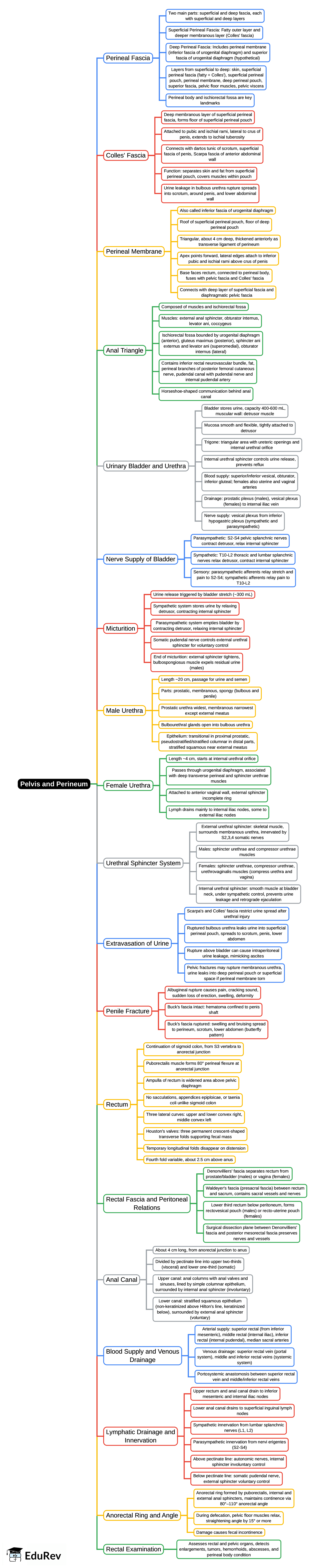 Mind Map: Pelvis and Perineum | Anatomy - NEET PG