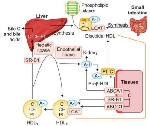 Metabolism of Lipids - 2 Chapter Notes | Chemistry for ACT