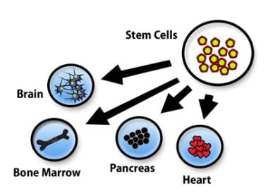 Inflammation Chapter Notes | Pathology - NEET PG