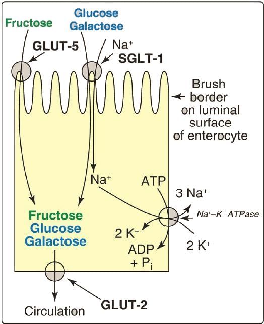 Chemistry of Carbohydrates Chapter Notes | Biochemistry - NEET PG