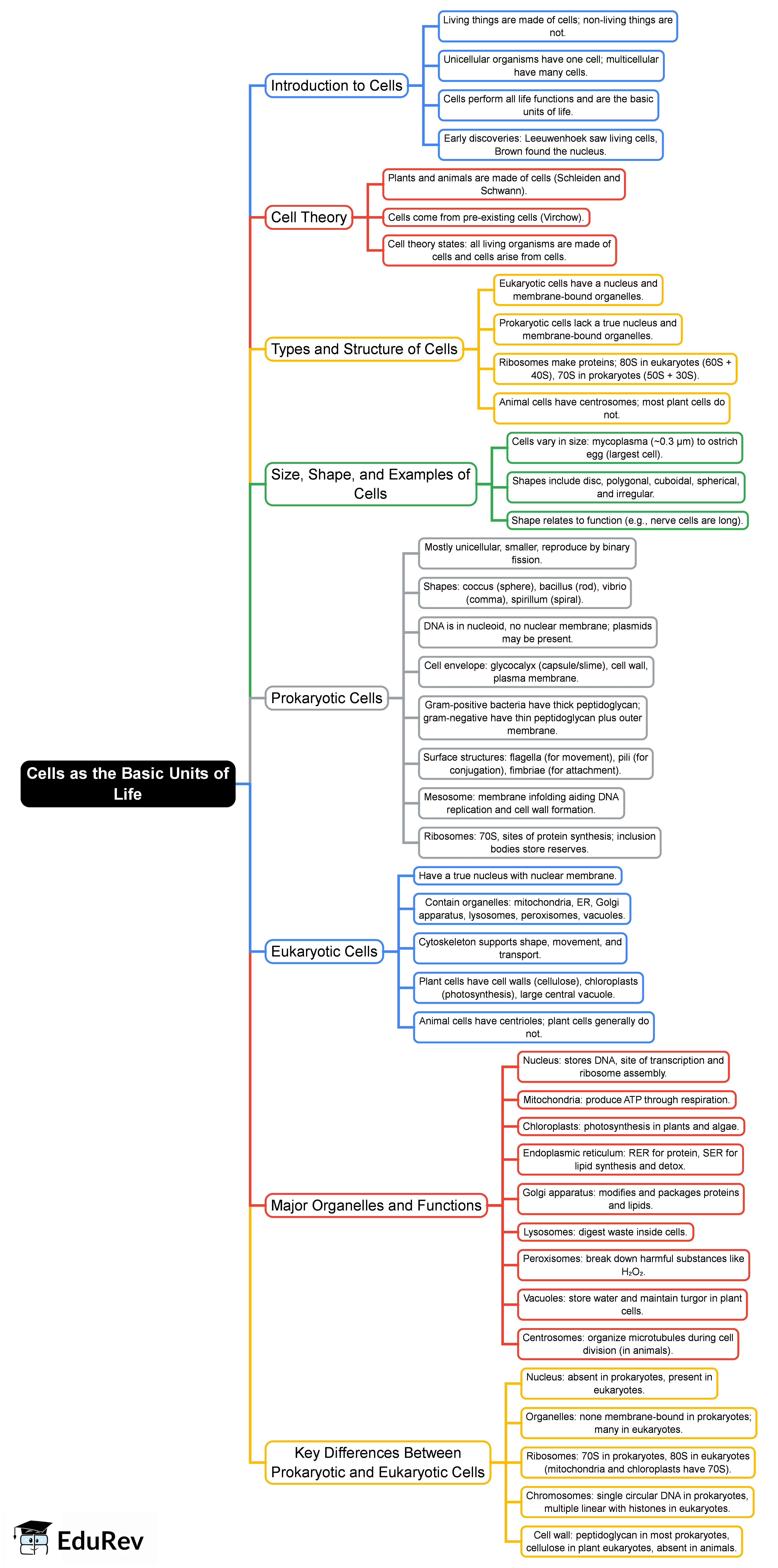 Mind Map: Cells as the basic units of life