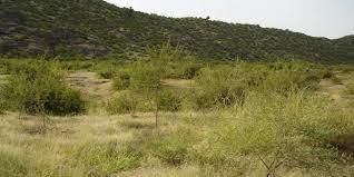 Forest in Rajasthan | RPSC Preparation: All subjects - RPSC RAS (Rajasthan)