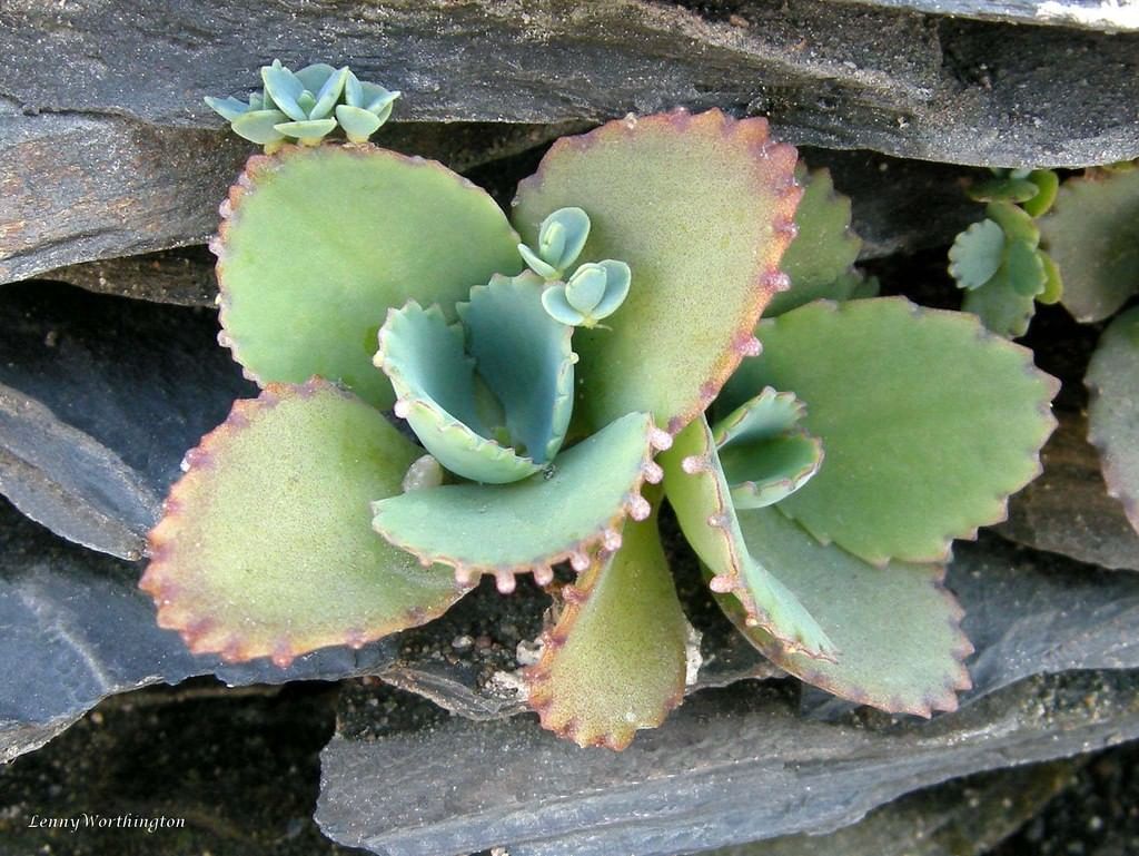 Class 7 Science Chapter 8 Question Answers - Reproduction in Plants