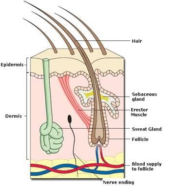 Revision Notes: Skin | Biology Class 9 ICSE