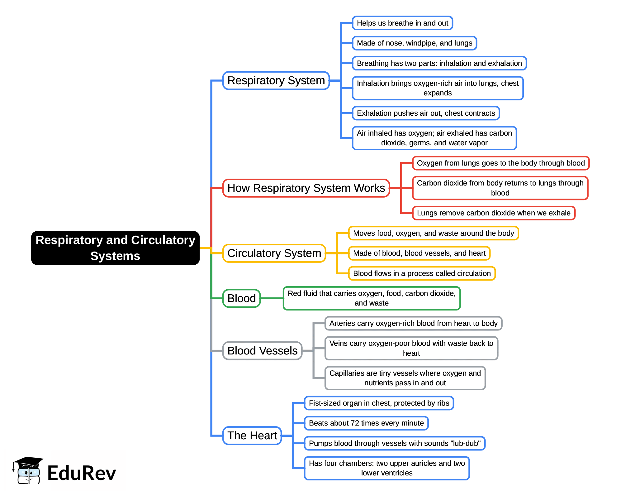 Mind Map: Respiratory and Circulatory Systems | Science for Class 4