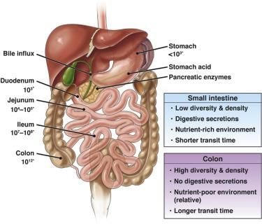 Revision Notes: Digestive System | Biology and Biochemistry for MCAT