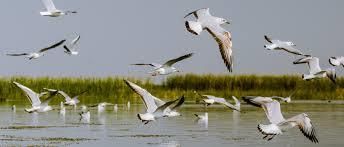 Wildlife and Ecotourism | APPSC State Specific Preparation Course - APPSC (Andhra Pradesh)