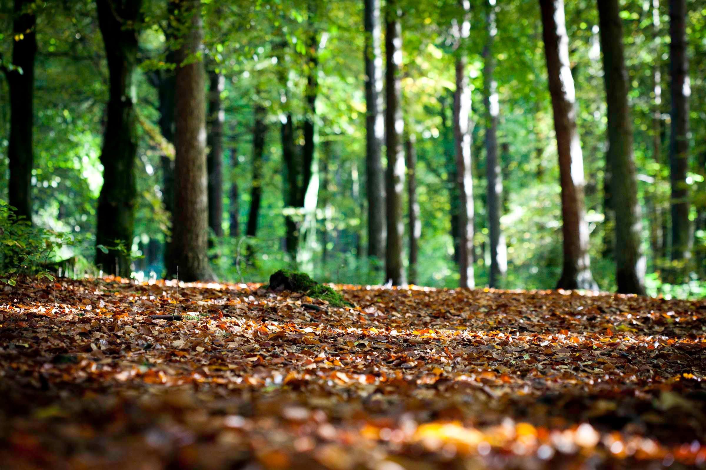Class 7 Science Chapter 12 HOTS Questions - Forests - Our Lifeline