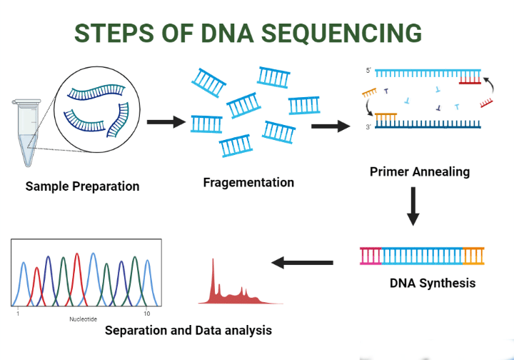 DNA Sequencing Techniques