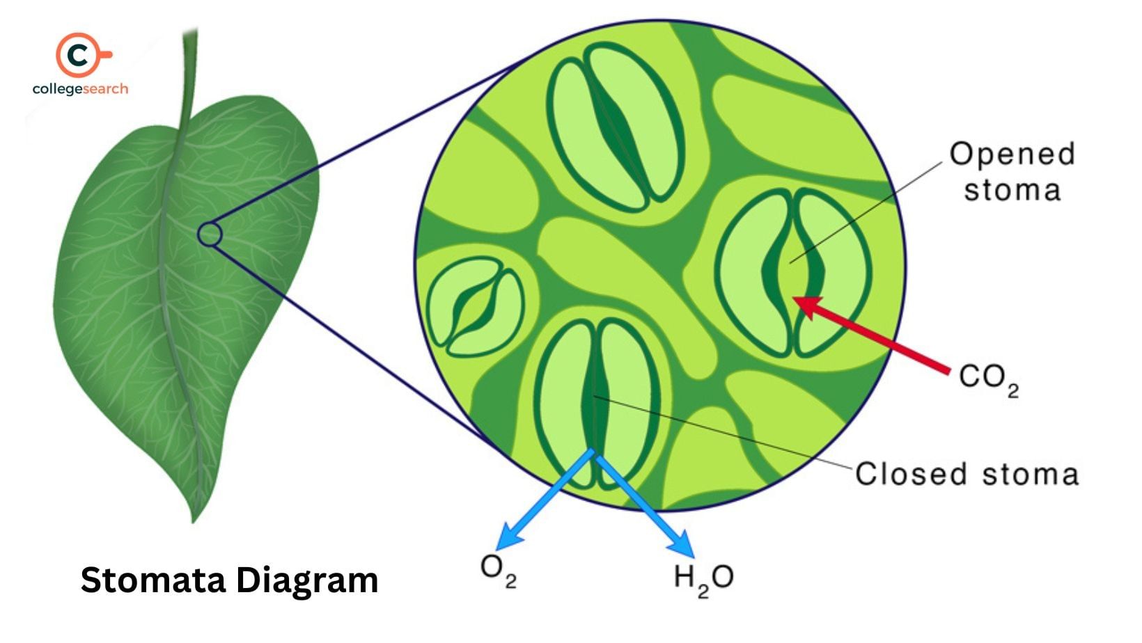 Class 7 Science Chapter 6 Question Answers - Respiration in Organisms