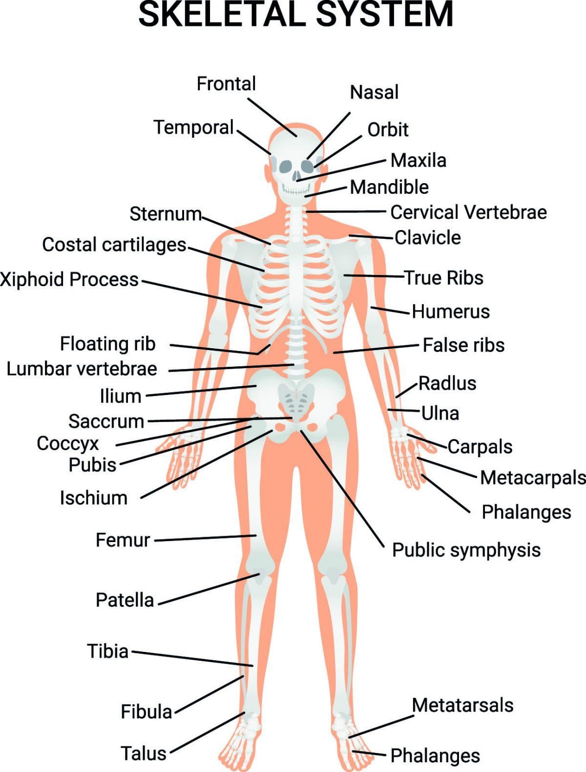Human Body - The Skeletal System Chapter Notes | Science Class 5 ICSE