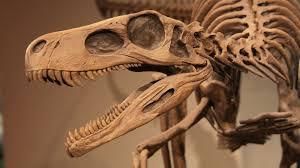 Fossils | Year 3 Science