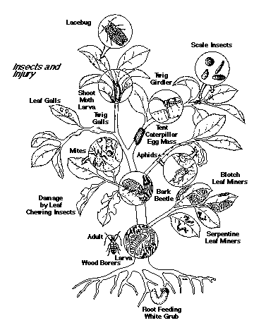 Pests and diseases and their mode of action - Plant Protection Measures, Crop Production | Crop Production Notes- Agricultural Engineering