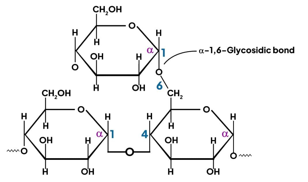 Chemistry of Carbohydrates Chapter Notes | Biochemistry - NEET PG