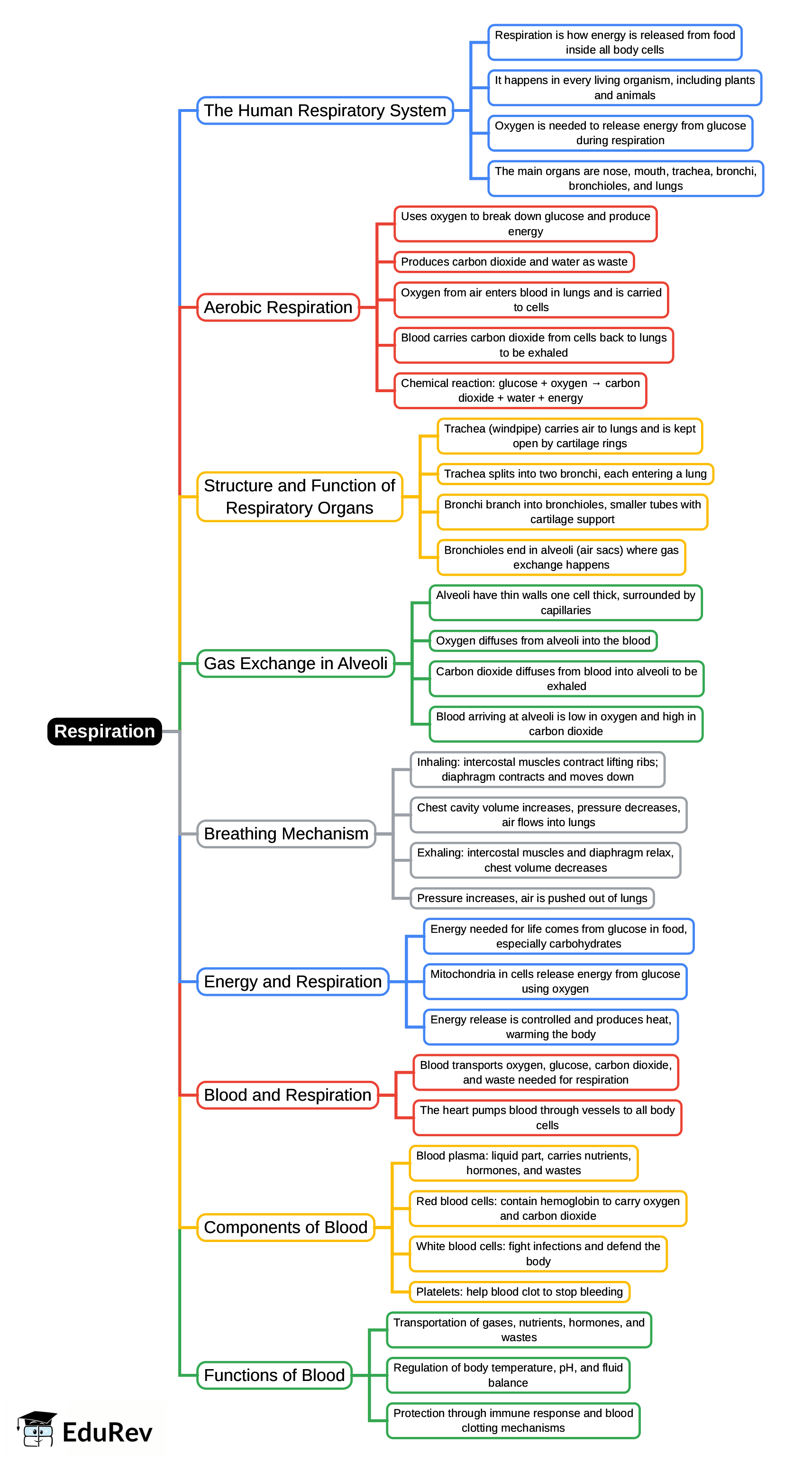 Mind Map: Respiration